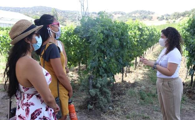 El enoturismo vuelve a resurgir en Ronda y la Serranía