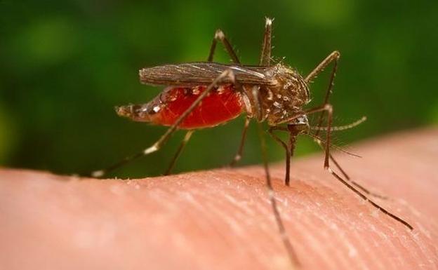 Así es el mosquito 'Aedes japonicus', transmisor del «virus del Nilo» que estaría detrás de 16 hospitalizados en Andalucía