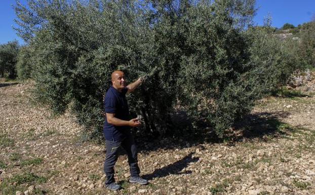 José Chaves: El entusiasta pechero que se mueve entre olivos y pinsapos