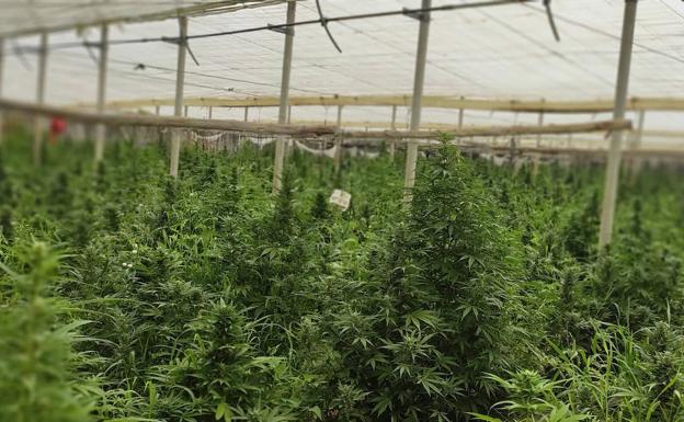 Nuevo golpe a los latifundios de marihuana en la Axarquía: tres invernaderos con 10.000 plantas