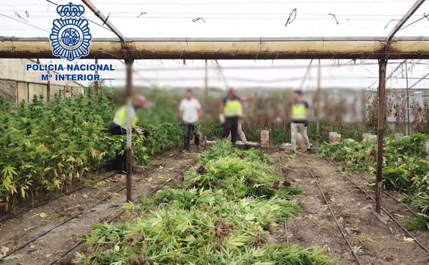Los trabajadores detenidos en los invernaderos de marihuana alegan que trabajaban en el cultivo de pepinos