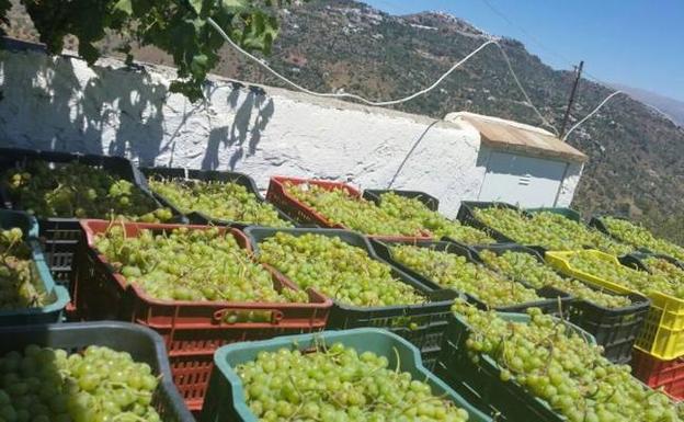 Los viticultores malagueños prevén una buena cosecha y una caída de precios de la uva