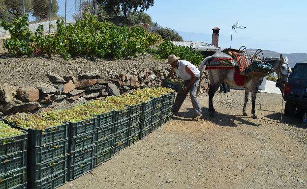 Un estudio analizará la vulnerabilidad de la uva pasa de la Axarquía al cambio climático