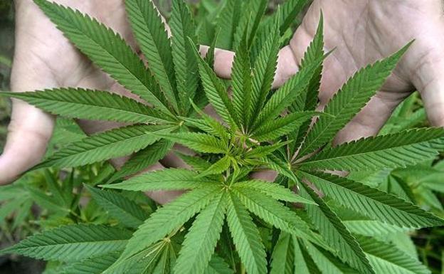 Cartas interceptadas en Málaga: Envían marihuana en sobres por correo postal a Europa