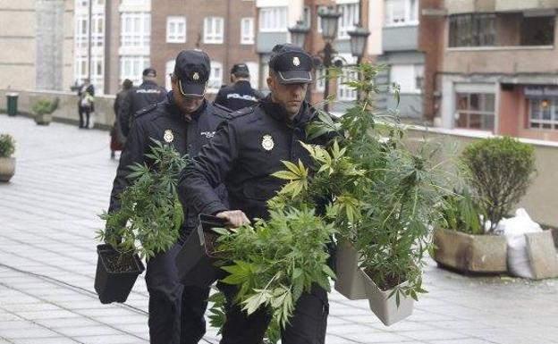 Interior contrata a jardineros para procesar las plantas del contrabando de marihuana