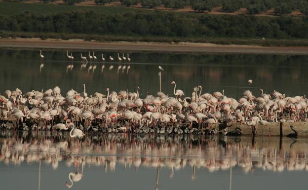 Se suspende el tradicional anillamiento de flamencos en Fuente de Piedra, que acoge el nacimiento de 6.030 nuevos ejemplares