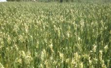 Asaja advierte de que miles de hectáreas de herbáceos se podrían quedar sin sembrar en Málaga
