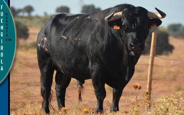 Reseñados los toros de Manuel Blázquez para la reaparición de Fortes