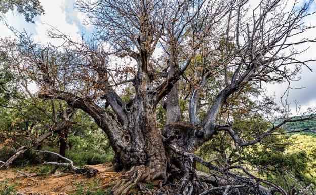 El futuro del Castaño Santo de Istán, a expensas de un tercio de los propietarios de la tierra