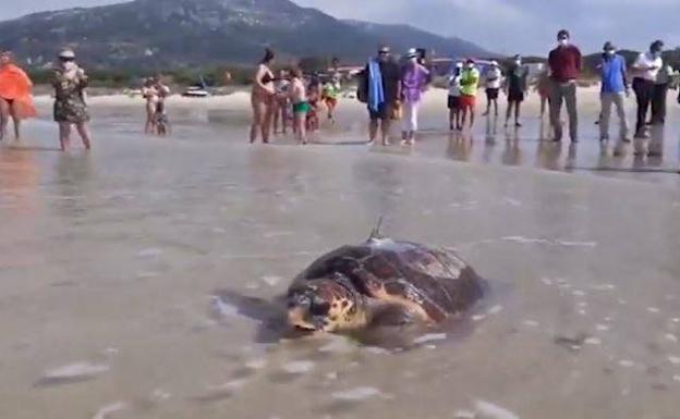 'Sparrow', una tortuga boba liberada en Cádiz, cruza el Mediterráneo hasta llegar a Cerdeña