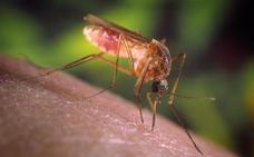 El mosquito 'Aedes japonicus' también transmite enfermedades como el dengue y el chikungunya