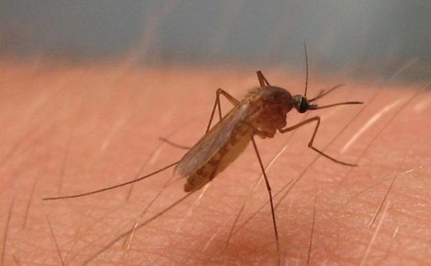 Expertos señalan que el transmisor del virus del Nilo en Andalucía es el mosquito 'Culex pipiens'