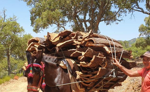 El precio del corcho desciende en un 20% por la caída del consumo de vinos