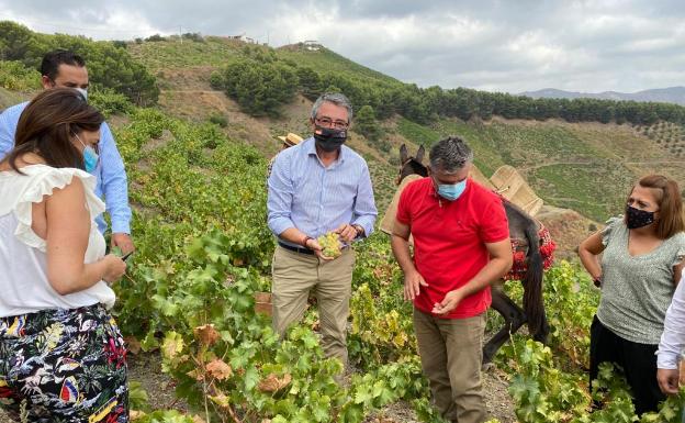 Salado se compromete a liderar la puesta en valor de la pasa moscatel de Málaga como Patrimonio Agrícola Mundial