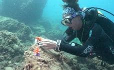 Limpieza de los fondos marinos de Málaga para conservar los corales