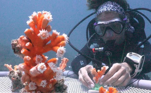 Un equipo de buzos limpia los fondos para conservar los corales en Málaga