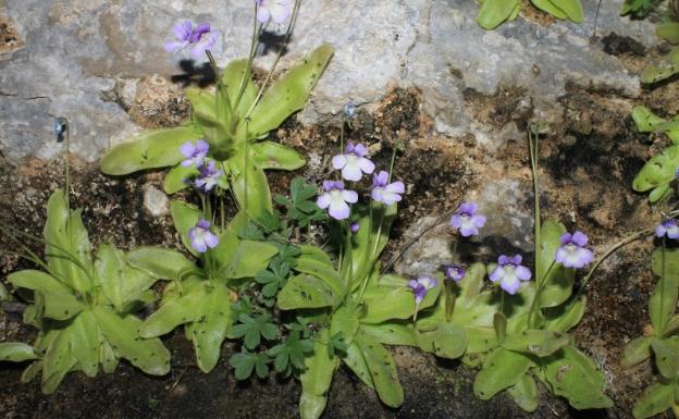 Descubren una nueva especie de planta carnívora en la Sierra de Tejeda