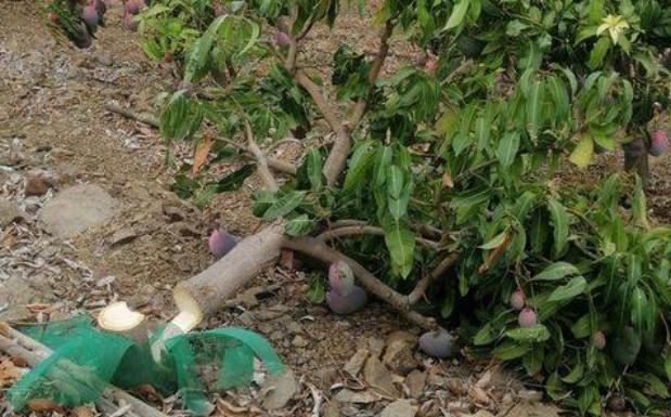 Denuncian la tala intencionada de 200 árboles de mango en una finca de Benamargosa