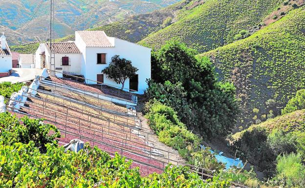 La pasa de Málaga, un tesoro protegido por la FAO