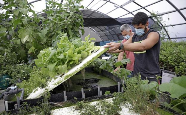 La armonía entre la tilapia y la lechuga