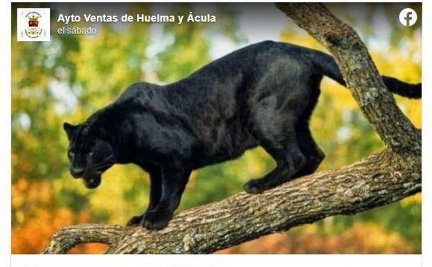 Alertan de la presencia de una pantera negra en un pueblo de Granada