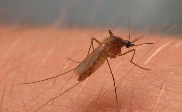 Primera víctima mortal en Cádiz por el virus del Nilo, la cuarta en Andalucía desde agosto