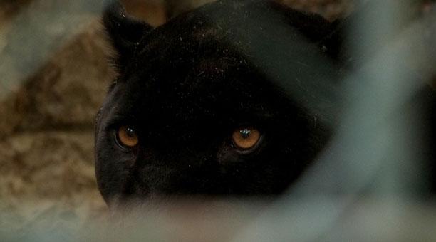 La leyenda de la pantera negra de la Cala de Mijas