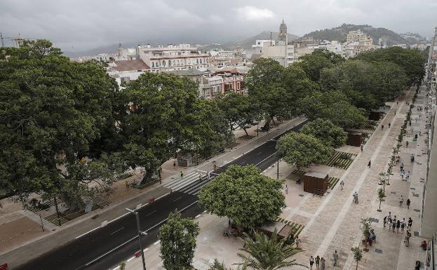 Los árboles, los grandes aliados contra el calentamiento en ciudades como Málaga