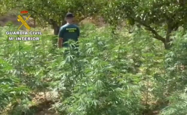 Un detenido y 12.100 plantas de marihuana intervenidas en una finca de Monda