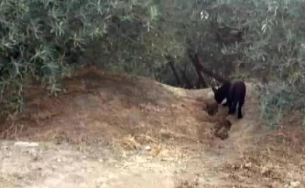 La pantera de Granada podría ser sólo un gato doméstico