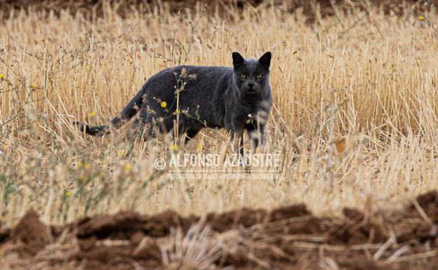 Las fotografías del gato que quería ser pantera en Granada