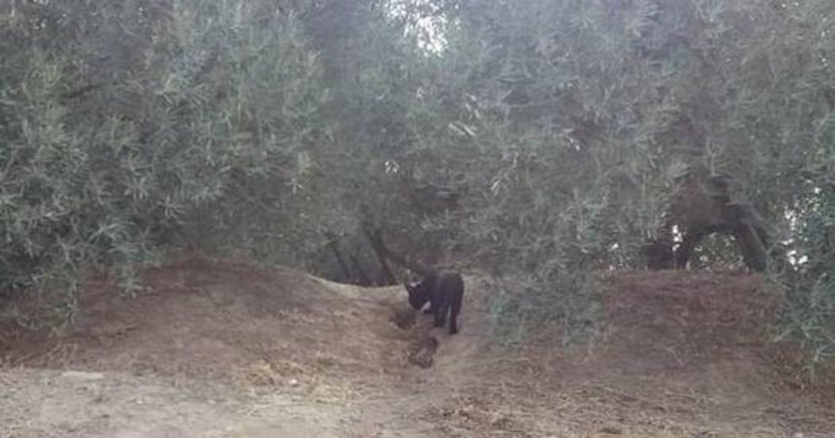 Piden extremar las precauciones mientras continúe activa la búsqueda de la supuesta pantera en Granada