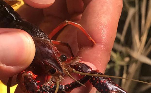 Localizan por primera vez ejemplares de cangrejo rojo americano en la parte malagueña de la Sierra Almijara