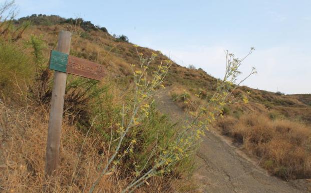 Ruta senderista del Cerro de El Ejido (El Borge)