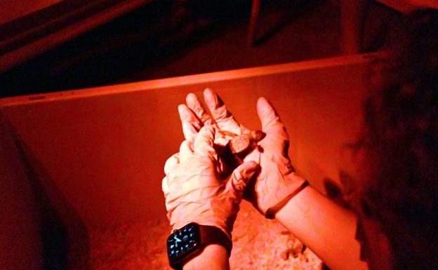 Nacen en una playa de Marbella las primeras tortugas bobas malagueñas
