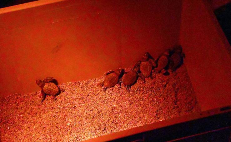 Nacen en una playa de Marbella las primeras tortugas bobas malagueñas