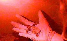 Nacen seis ejemplares más de tortuga boba en la playa de Cabopino