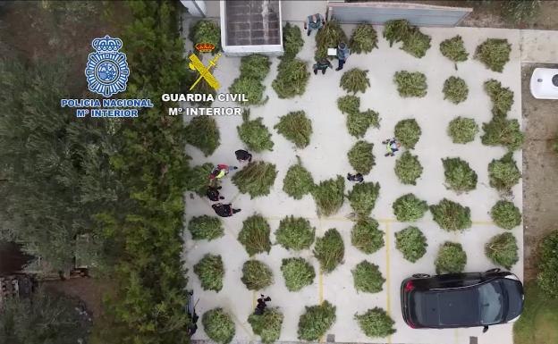 Encuentran un cultivo exterior de más de 500 plantas de marihuana en una finca de Alhaurín el Grande