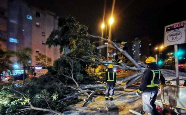 Cortes en el tráfico en El Atabal por la caída de un gran árbol