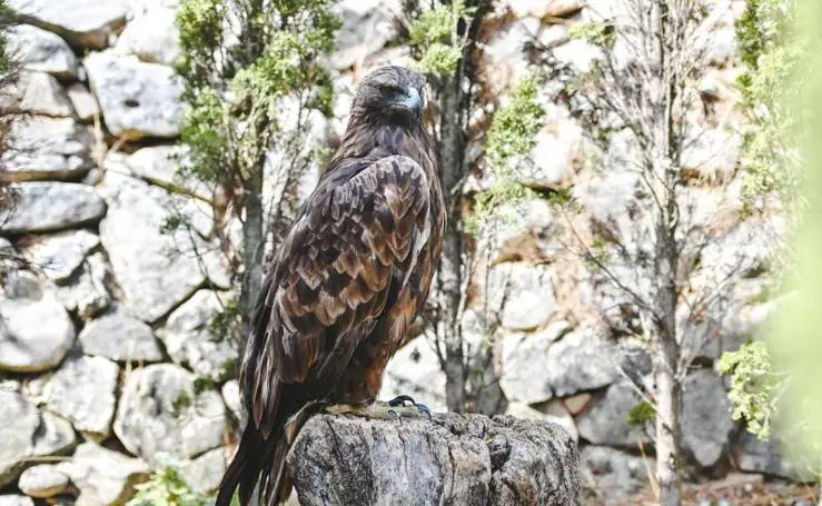 Aves de la Fundación Valle de las Águilas en Benalmádena