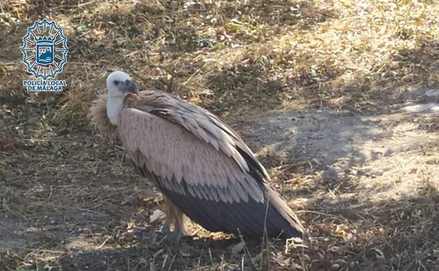 Capturan un buitre leonado en Churriana