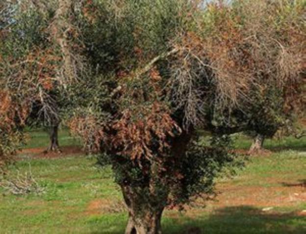 La UE invierte 6,6 millones en la Universidad de Sevilla para luchar contra la 'Xylella'