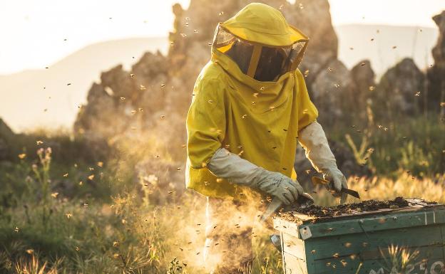 Se buscan padrinos para abejas en Ronda