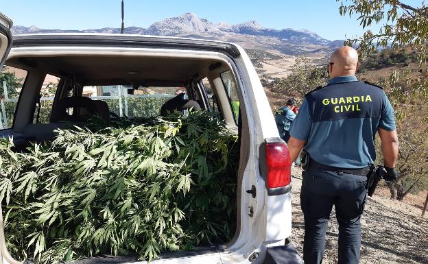 Localizan una finca con más de setenta plantas de marihuana a las afueras de Casabermeja