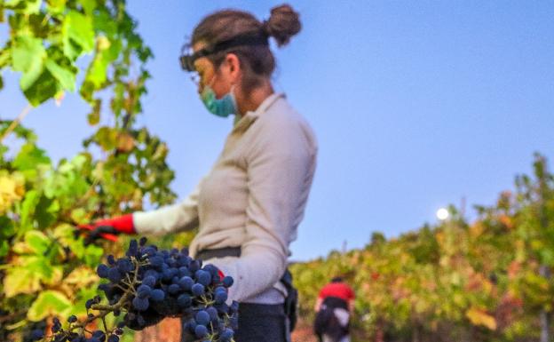 Málaga encara el final de la vendimia con una caída de la producción de un 10%