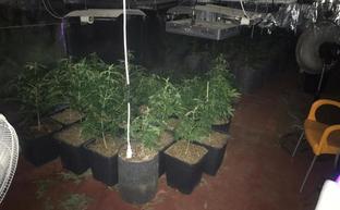 En las naves se encontraron diversas plantas y utensilios para su cultivo./SUR