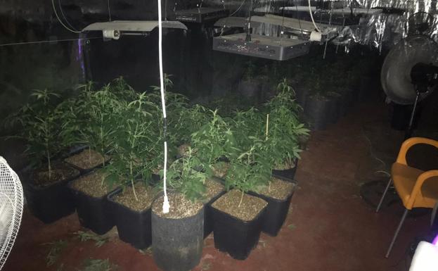 La marihuana también crece en los polígonos: intervienen dos plantaciones en naves de Málaga