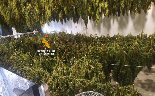 Nuevo golpe al cultivo de marihuana en Málaga: 17 detenidos y 2.000 plantas intervenidas en varios municipios