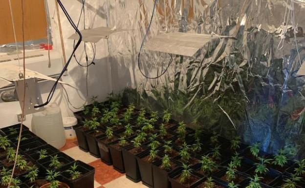 Narcotraficantes alquilan habitaciones a okupas para cultivar marihuana en Málaga capital