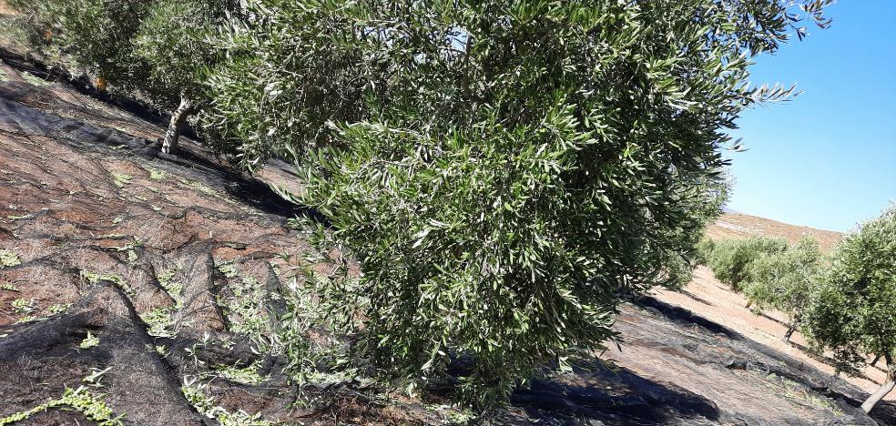 Málaga alcanzará esta campaña las 72.000 toneladas de producción de aceite de oliva, un 31% más 2 Málaga alcanzará esta campaña las 72.000 toneladas de producción de aceite de oliva, un 31% más 2